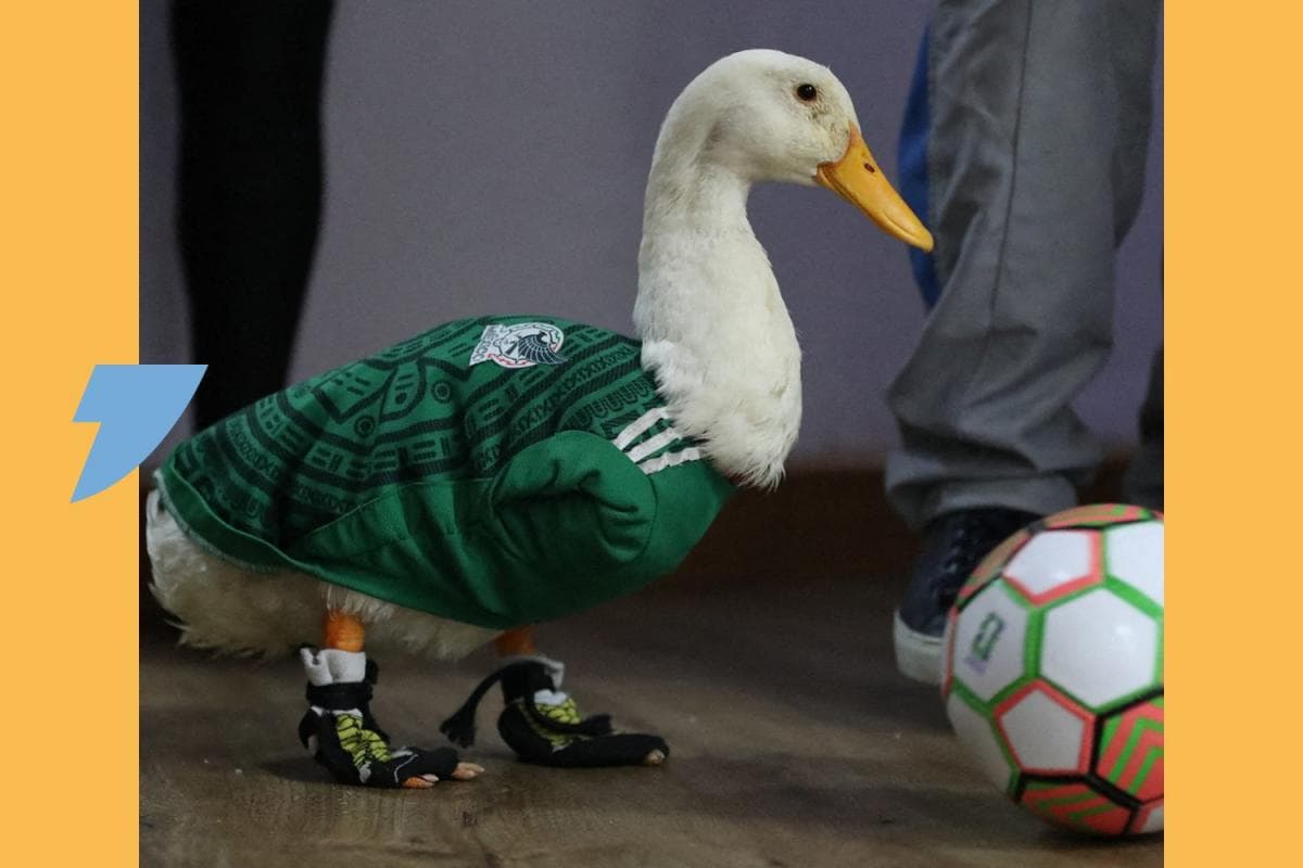 " Il a une aura spéciale, presque magique " : Merlin, le canard devenu la star de la Coupe du monde au Mexique